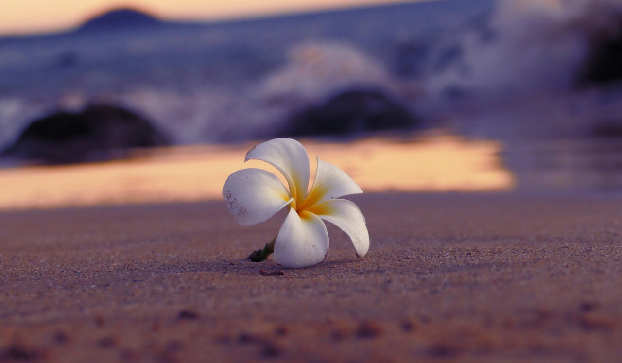 Forgiveness & Healing Meditation