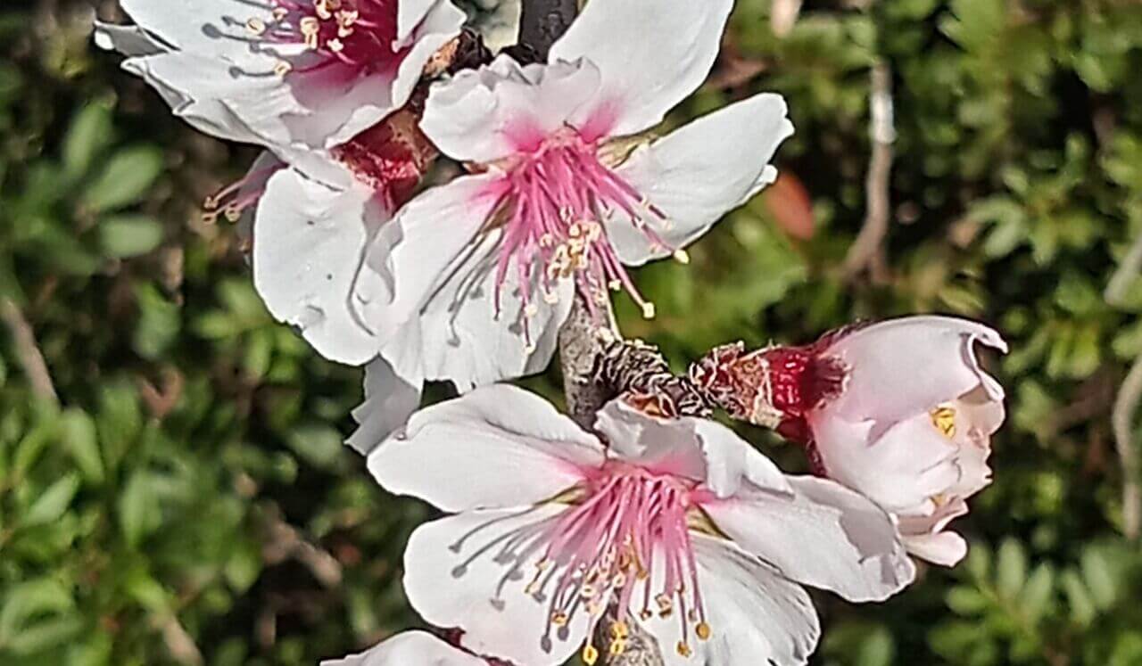 Divine Timing Tarot Reading: Almond Blossom
