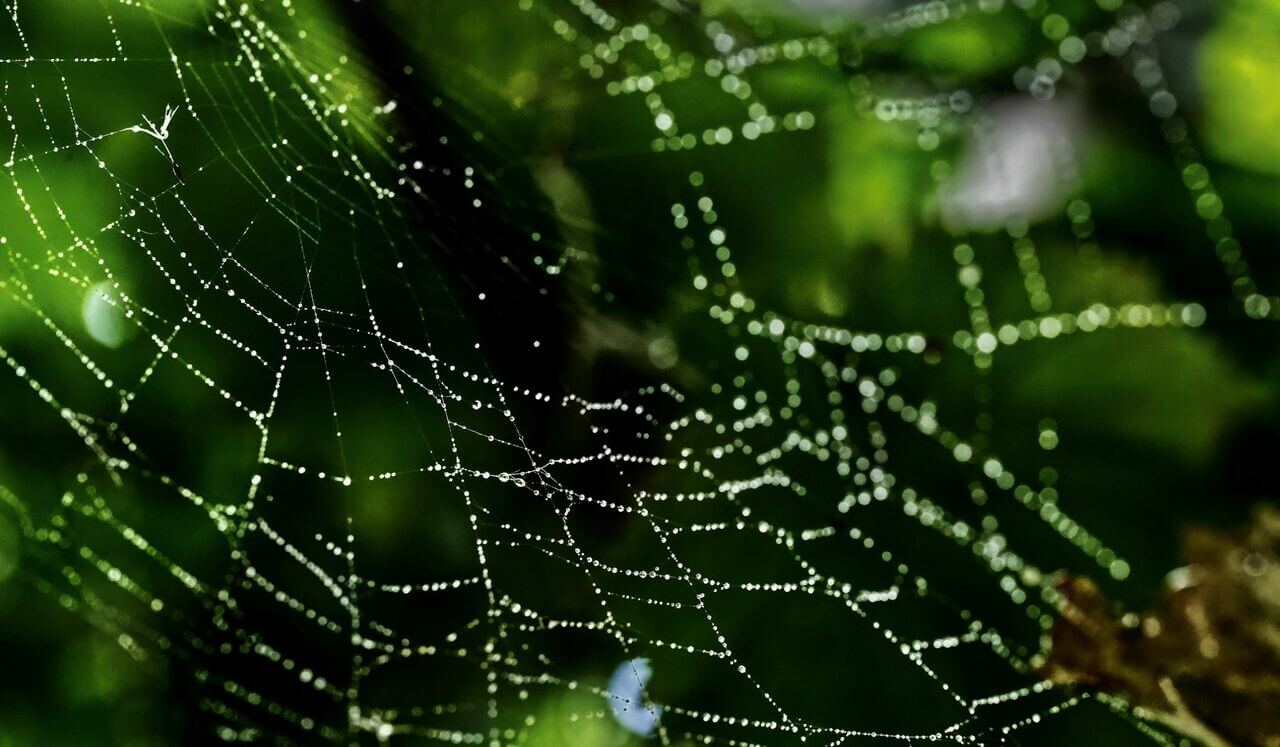 Releasing The Web Of Thinking