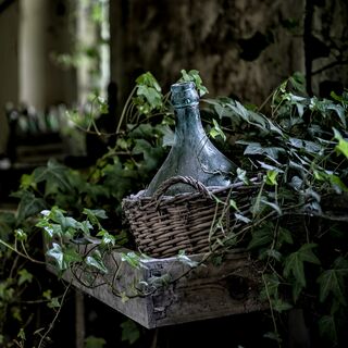 Celtic Zodiac: Tree Ivy Insight Timer