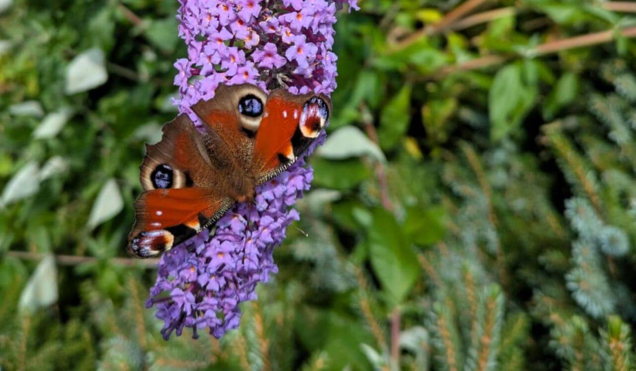 Sei Hei Ki Energy (Heavenly Ki) - Level 2 Reiki