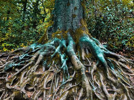 Energetically Anchored: Releasing & Grounding Trauma Into The Earth Star Chakra - by Asela Rosmarin