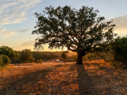 L'albero dell'essere