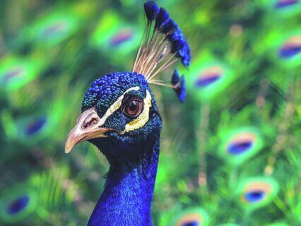 Becoming Your Best Self - by Johanna Burkhardt