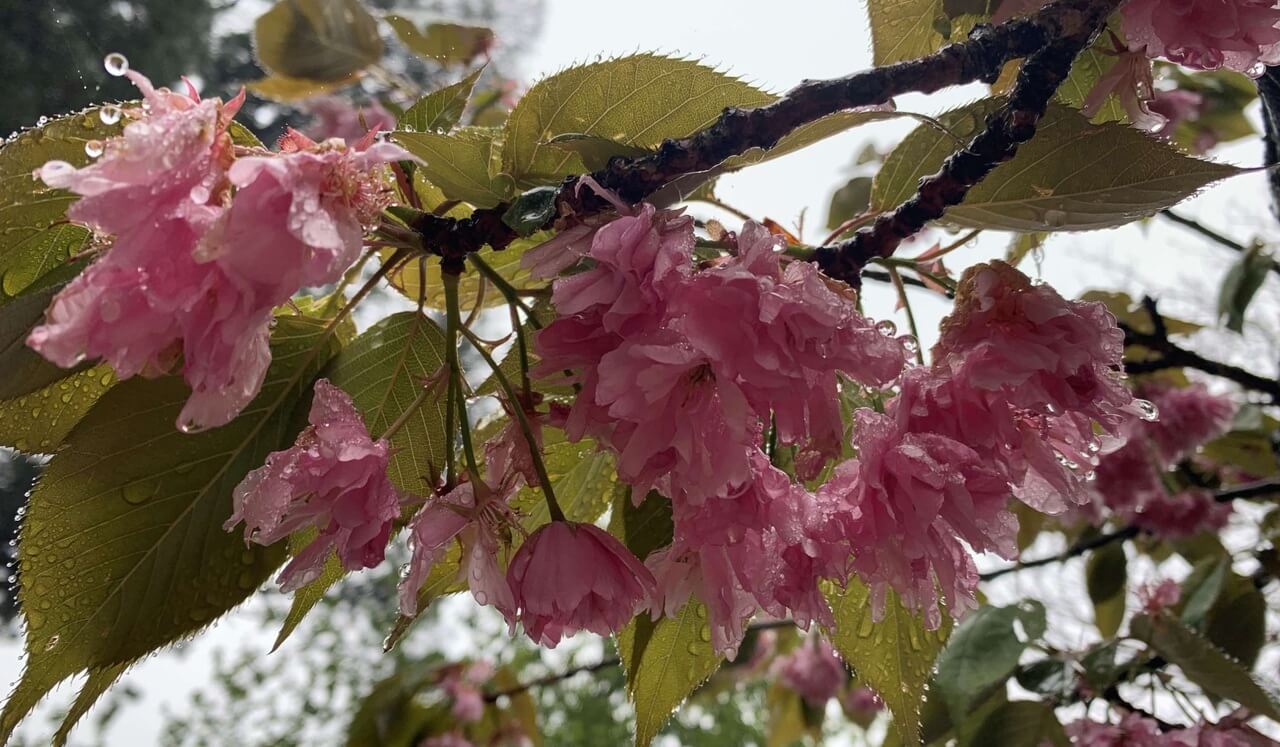 Compassionate Movement