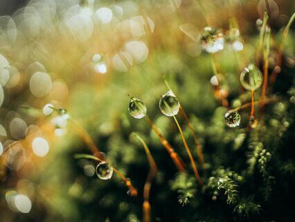 Ego & The Enneagram - by Lauren Calder