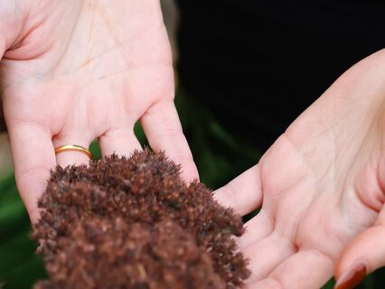 Preparation And Integration Guide For Plant Medicine