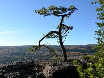 Standing Like A Tree (Foundations Of Qigong Standing Meditation)