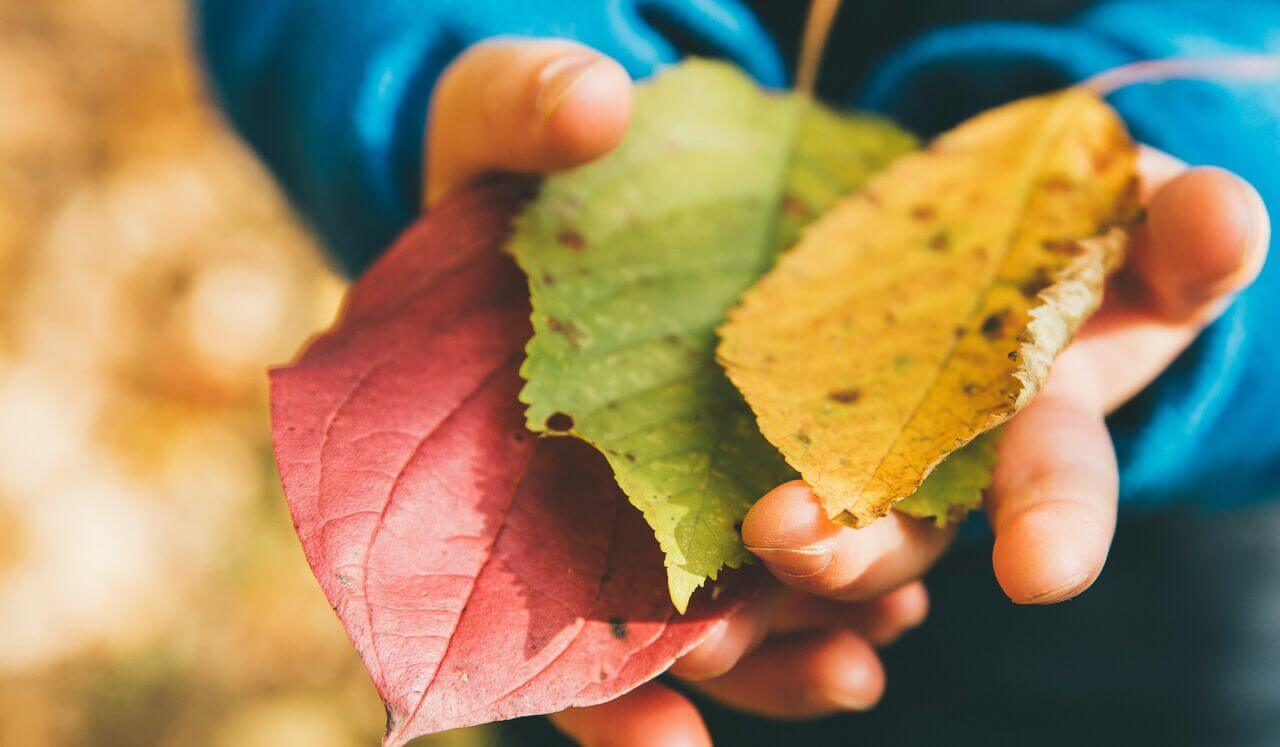 Light Bites: The Power Of Nature And Awe