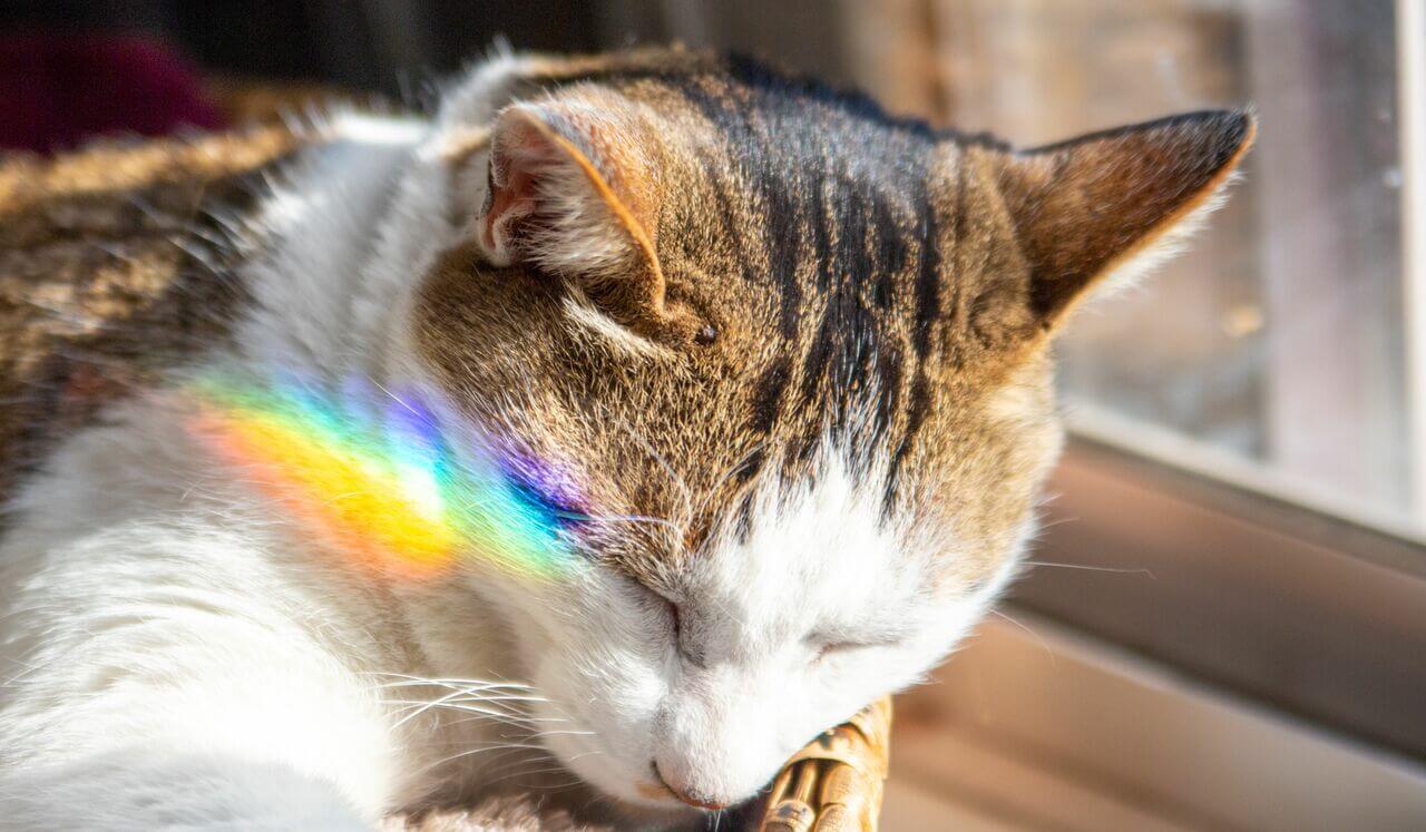 Yoga Nidra: Rest & Restore The Energy Centers