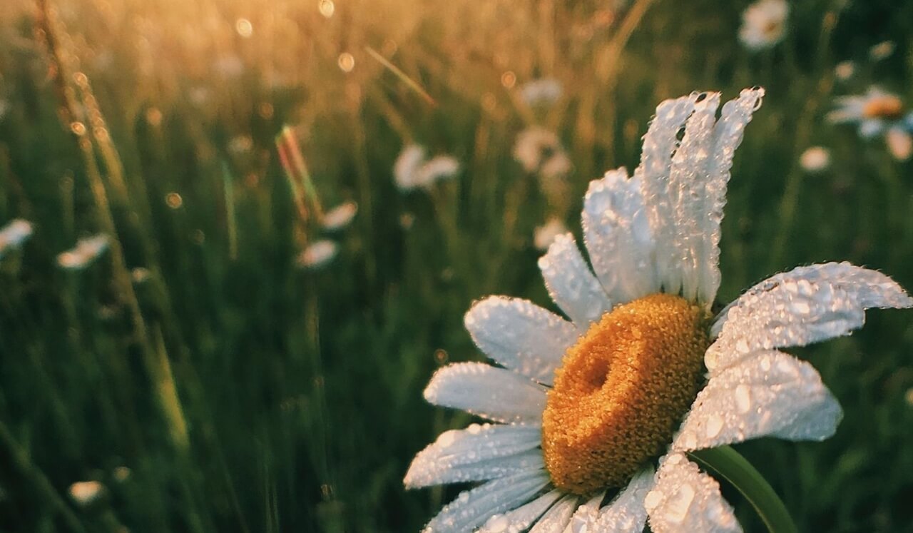 Morning Meditation - A Calm, Focused Start To Your Day