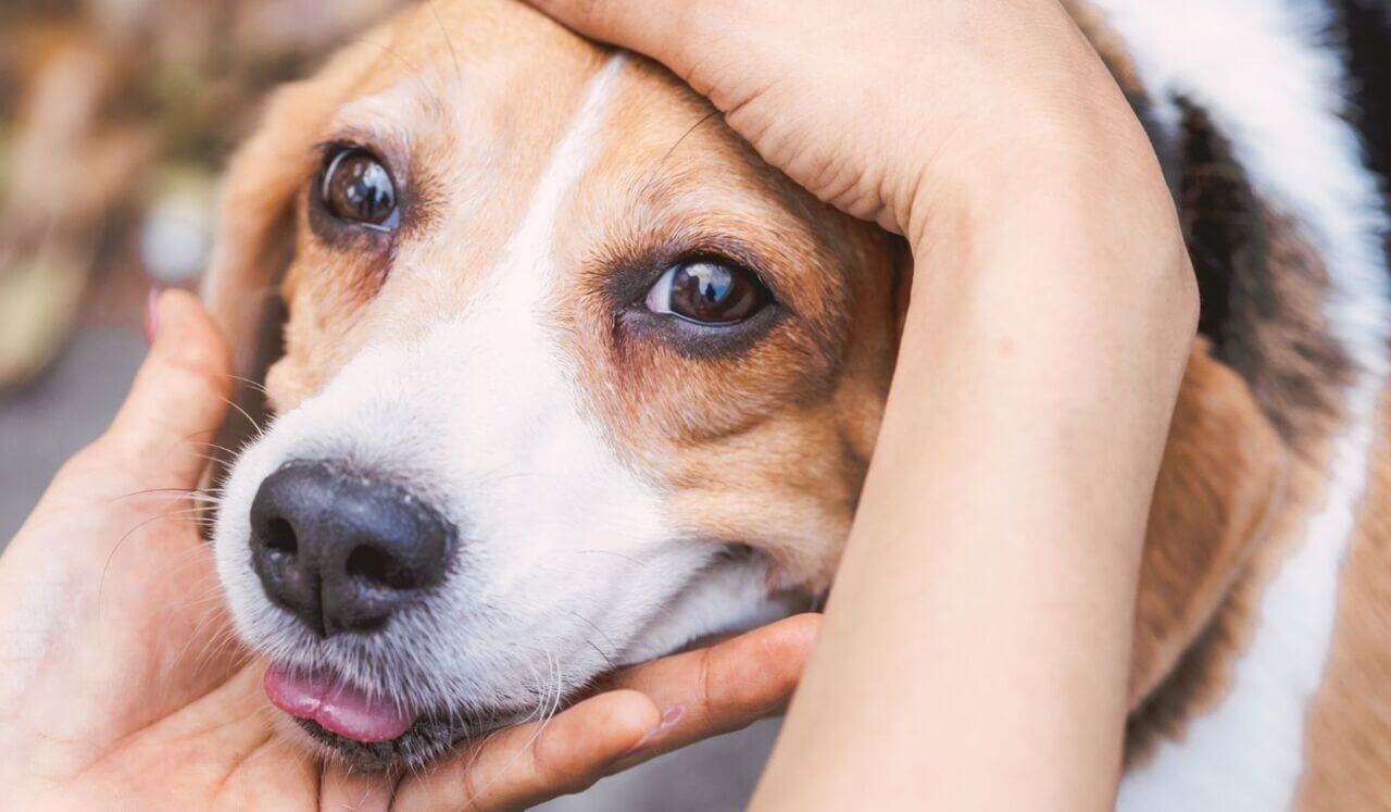 Somatic Release For Dogs: How To Soothe Their Nervous System