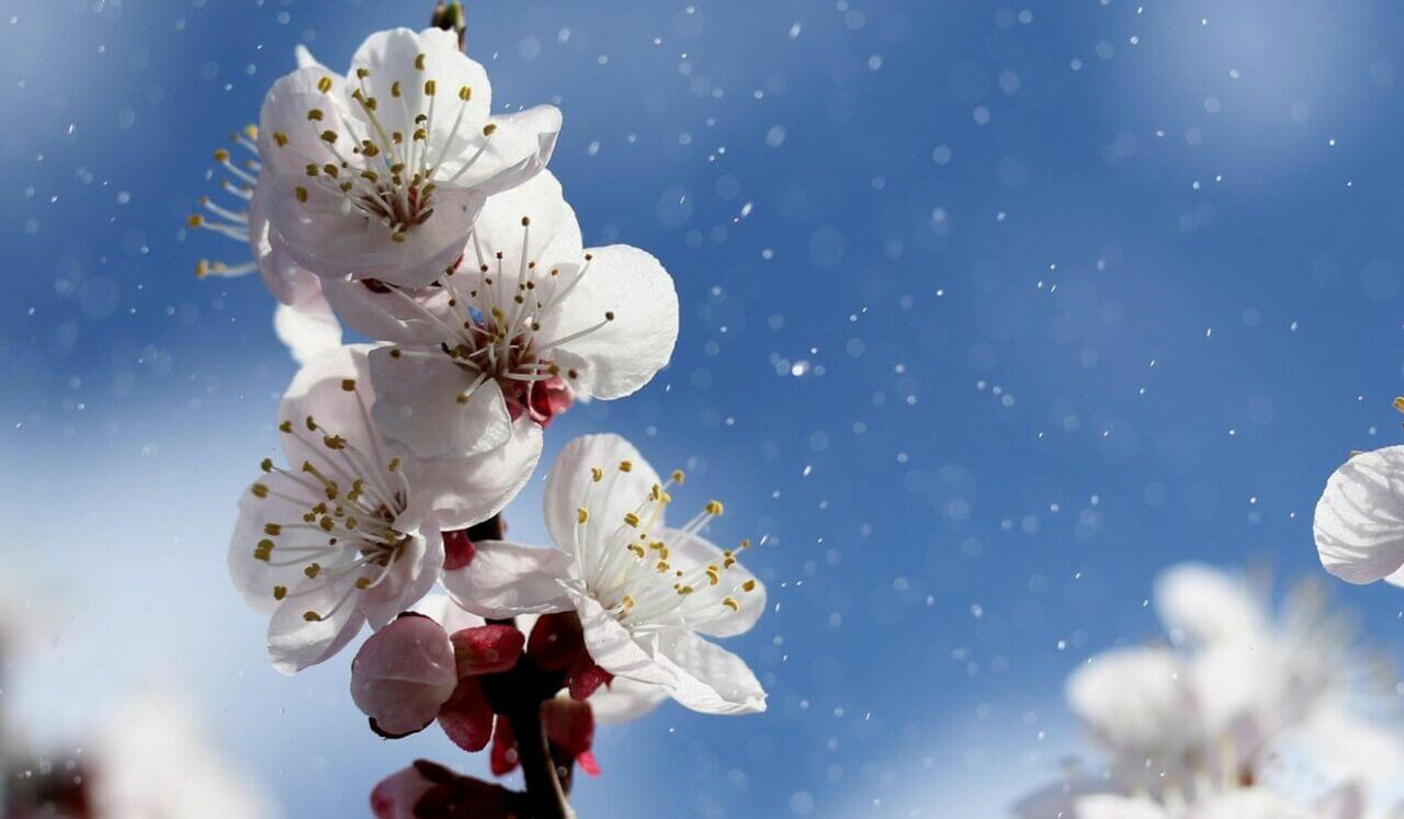 Appréciation, Gratitude et Sérénité : Ichi-Go Ichi-E