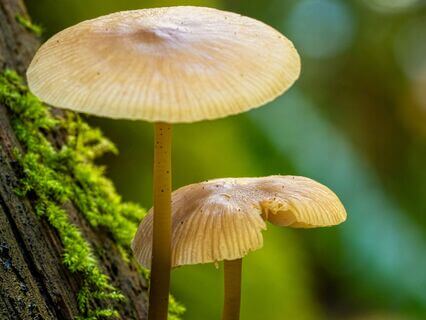 The Art Of Noticing: How To Find Joy, Peace & Beauty In Your Daily Life? - by Anisha Maheshwari