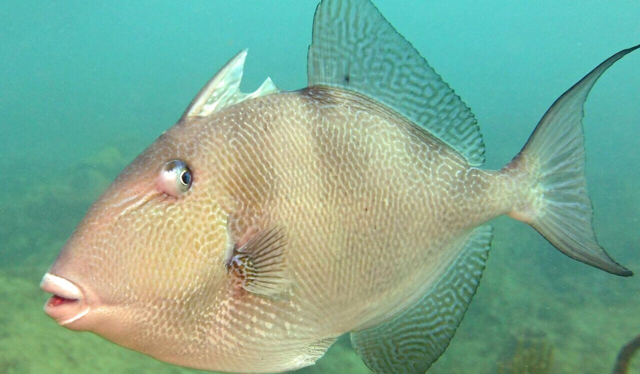 IFS MEDITATION: Checking In With Parts That Are Triggered