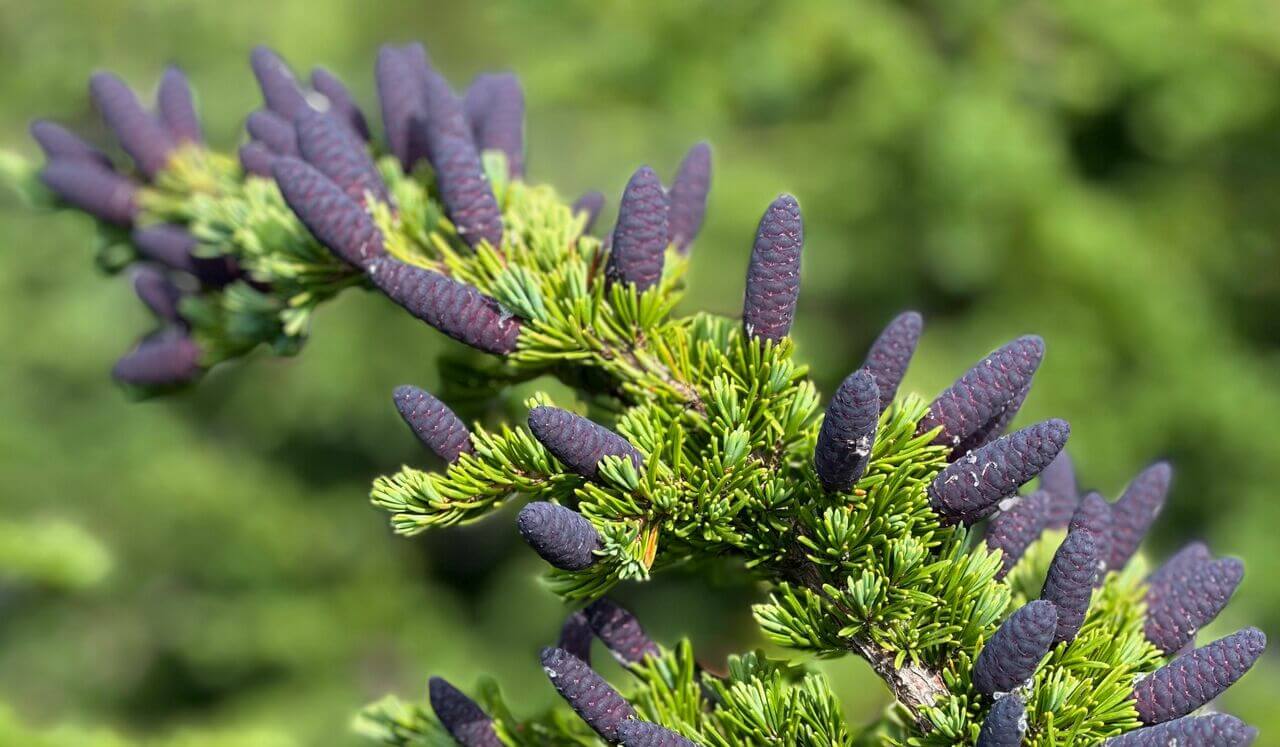 Christian IFS Parts Check-In Meditation