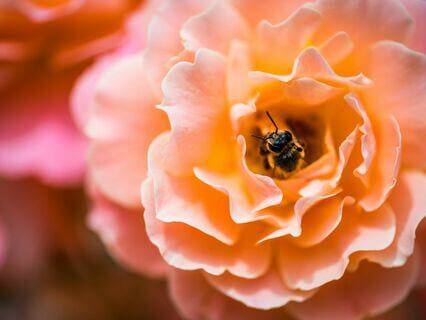 Bumble Bee Breath - by Juli Hammersley