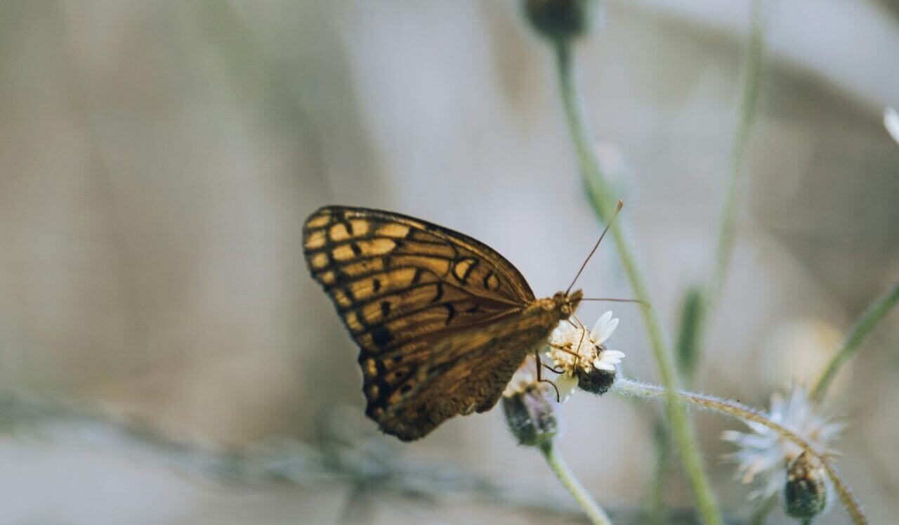 Release Trauma Signals - Sadness