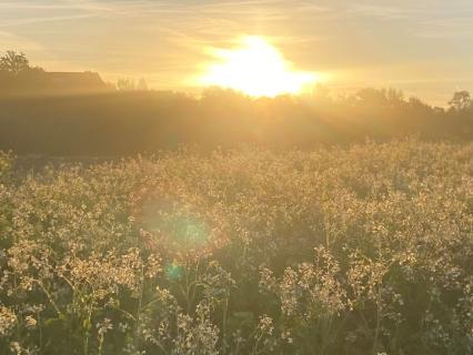 Fall In Love With Your Life Again - by Find Your Stillness with Waltraud Hable