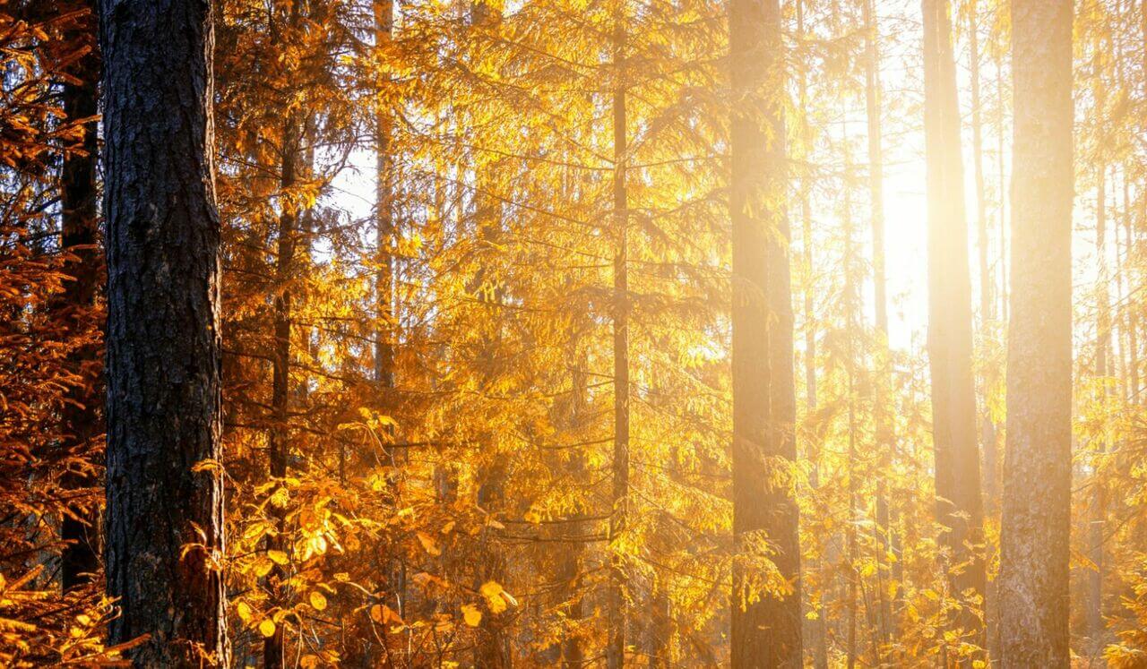 Surrendering To Your Higher Self