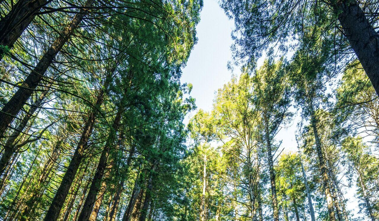 Australian Bush Sounds For Deep Sleep