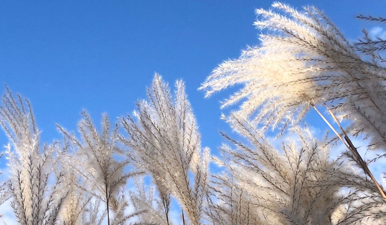 Yoga Nidra For Arthritis: Softening Around Pain (Live)