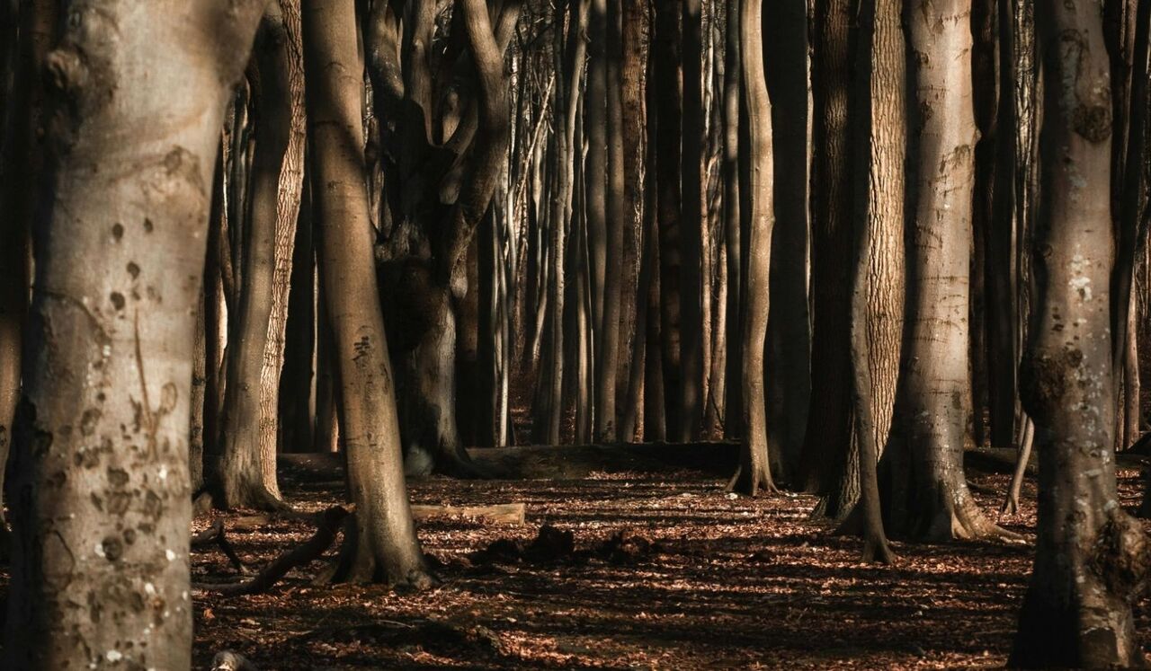 Release Trauma Signals - Stubbornness