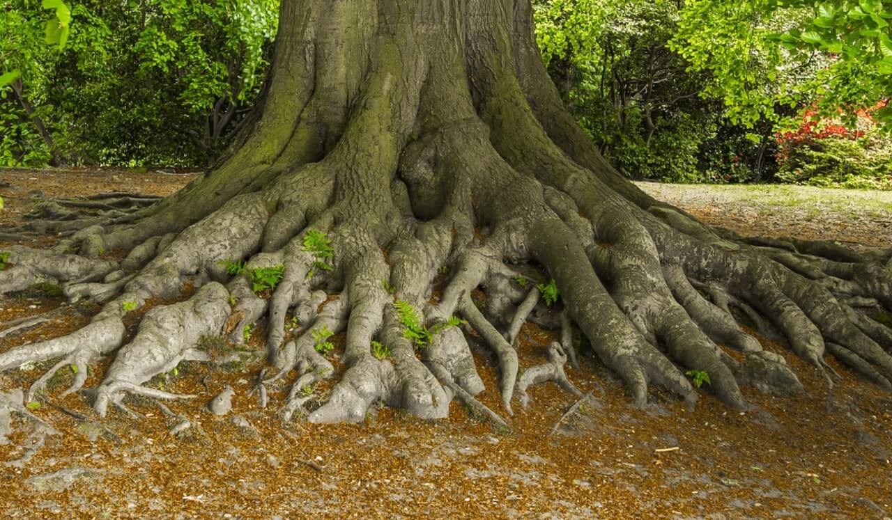 Roots - Grounding Technique