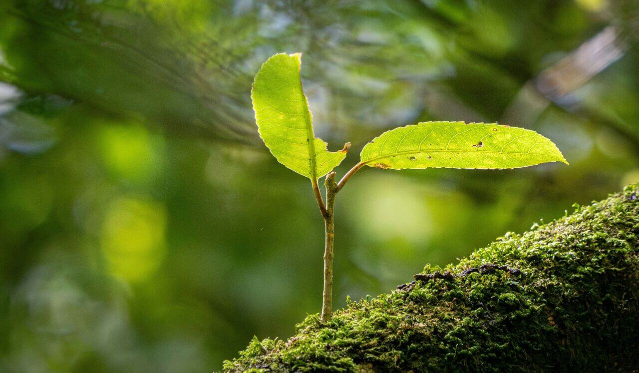 First Aid Practice For Challenging Times - SCOPE Practice