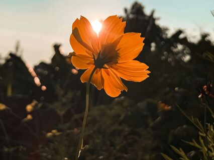 Aprendendo A Verdadeira Meditação Em Sete Dias - by Willy Mona