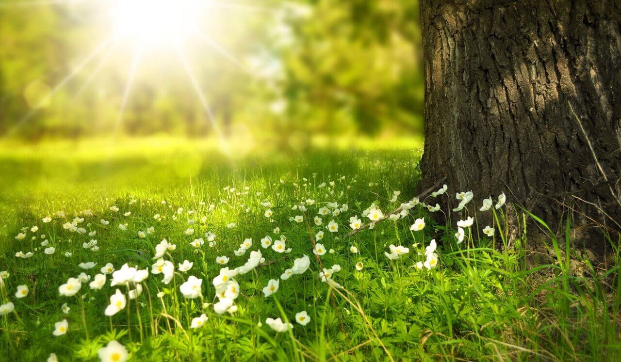 IFS Meditation For An Overwhelmed Neurodivergent System