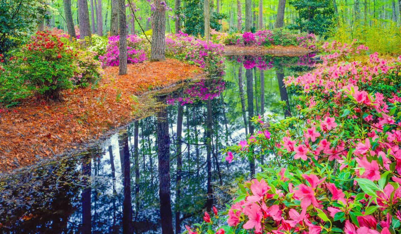 Summer Forest Dreams By The Pond: Relax & Sleep