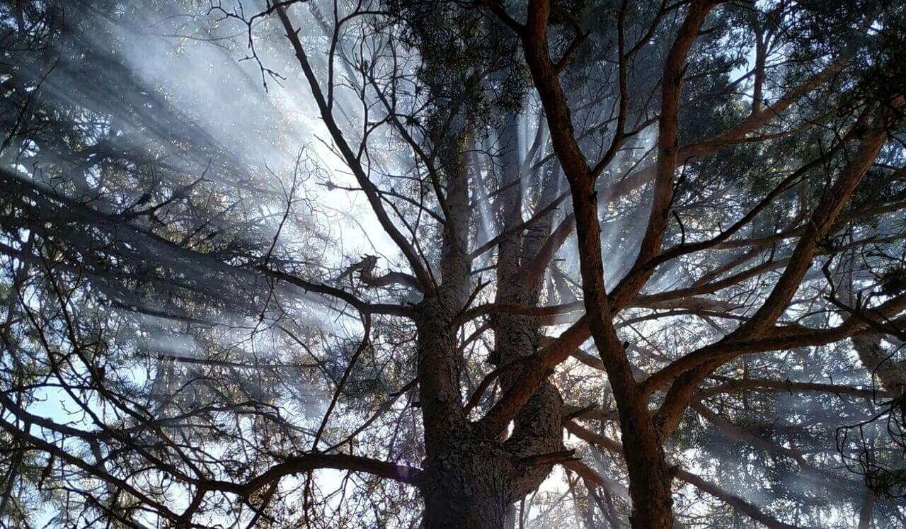 Release Trauma Signals - Nervousness