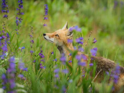 Embrace Your Cleverness: Life Lessons From The Mysterious Fox - by Sagittarius Way