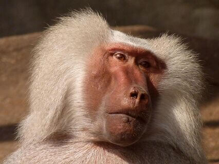 Between Worlds: Using Wood Monkey Wisdom For New Beginnings - by Anthony Brent Lopez