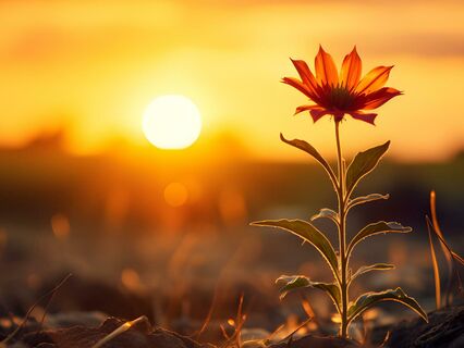 Releasing Expectations For Self-Compassion - by Elizabeth Pyjov