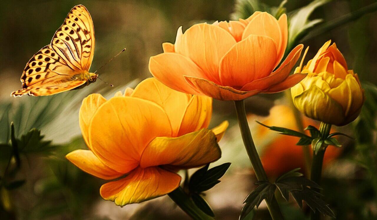 The Art Of Overcoming Anger