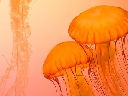 Finding Emotional Freedom From Patterns Of Emotionally Unavailable Parents - by Sensei Paul David