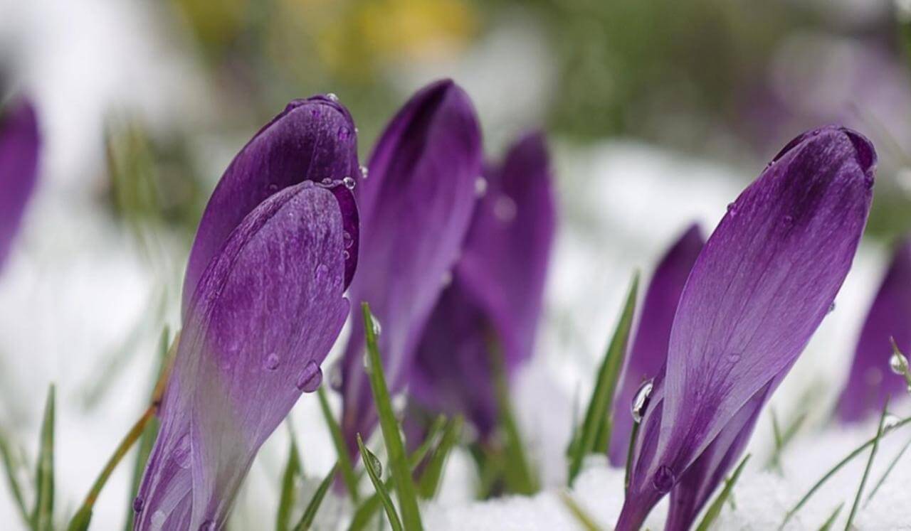 Allowing Love To Mature: Sacred Energy Alignment