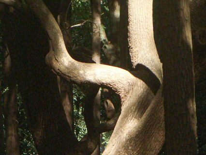 Befriending Your Body - by Jessie