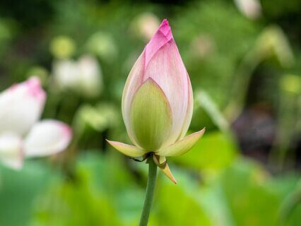 It's Not Too Late To Create The Life You Really Want - by Mary Schiller