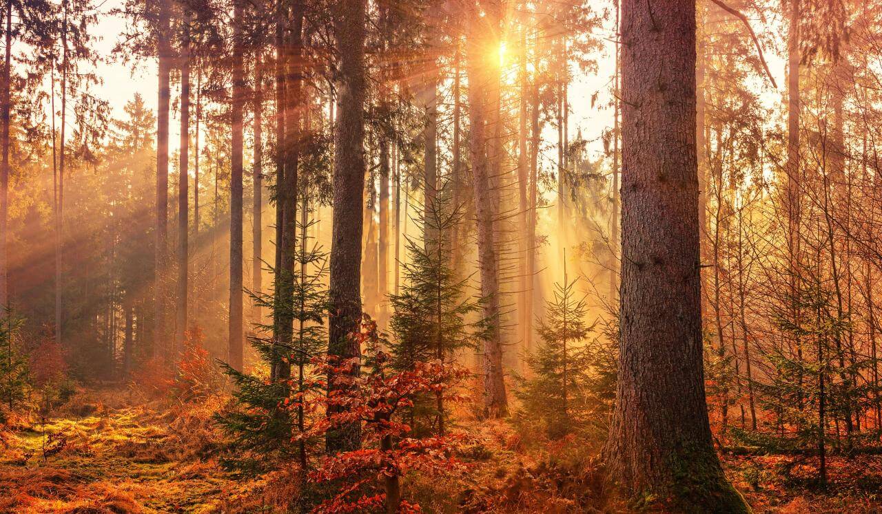 Guided Deep Rest For Burnout, Stress & Anxiety Relief