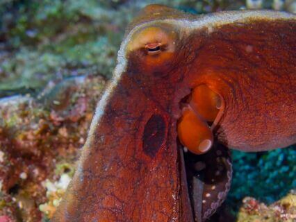 The Safe Sanctuary — Creating Emotional Refuge