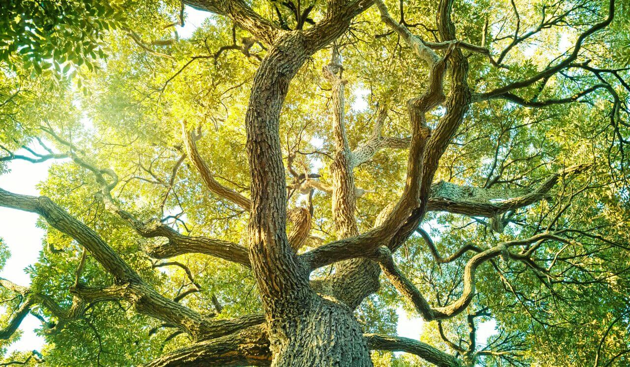 Rain Forest: Deep Relaxing Sleep