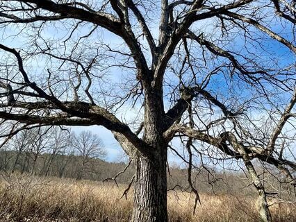 IRest For Three Resolutions: Body And Breath Sensing, Joy