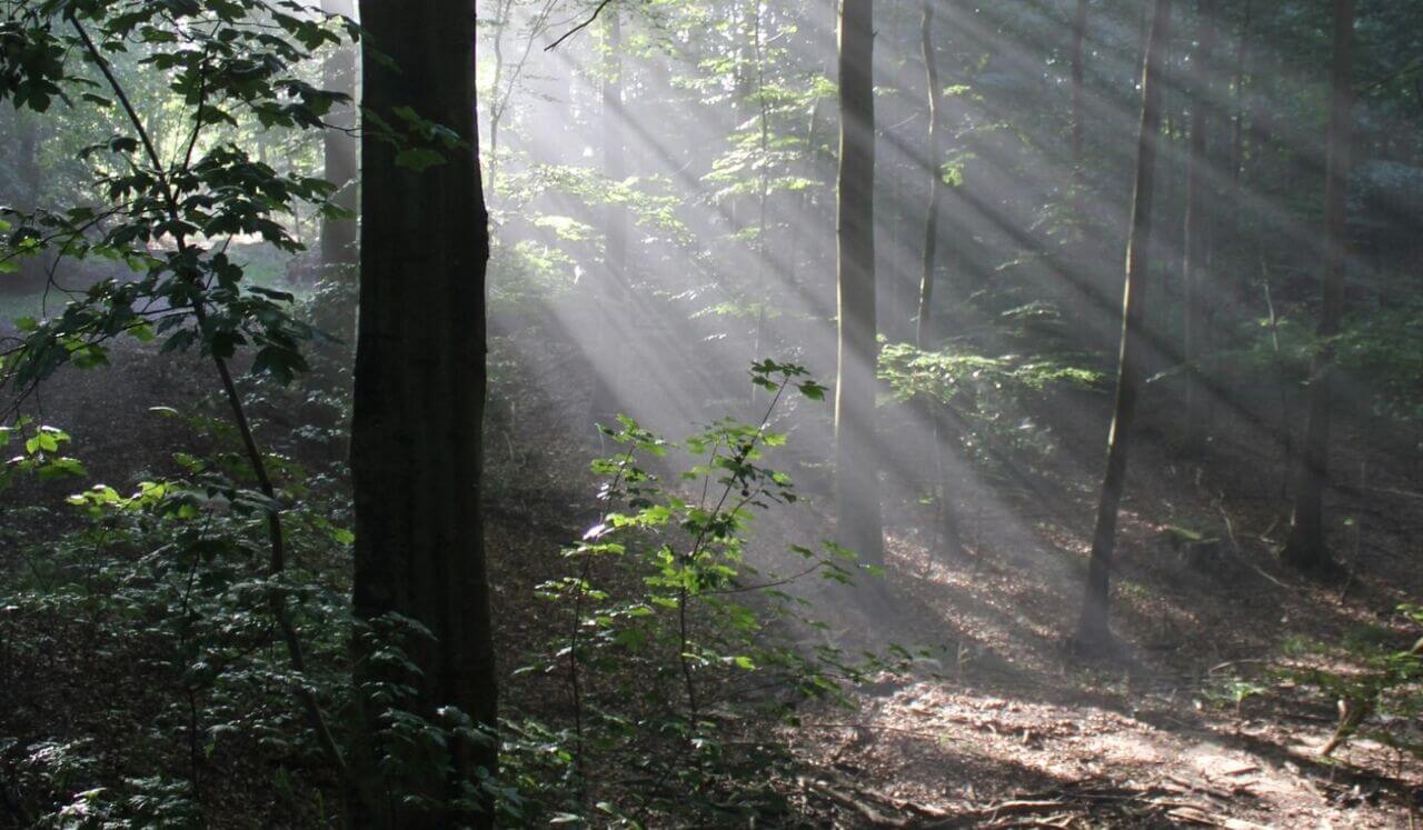 Release Trauma Signals - Crying