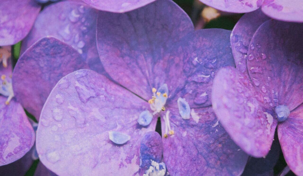 Deep Sleep, Pain Relief & Cellular Healing