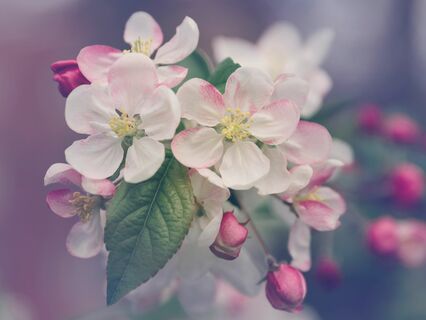 Unleash Your Potential - Overcoming Limiting Beliefs In Seven Days - by Caroline Inckle