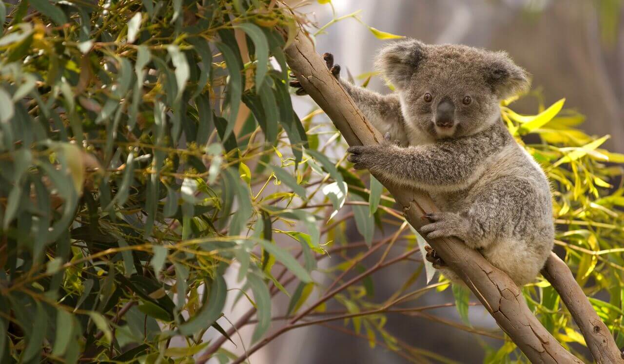 Australian Summer: Singing Cicada's For Deep Sleep