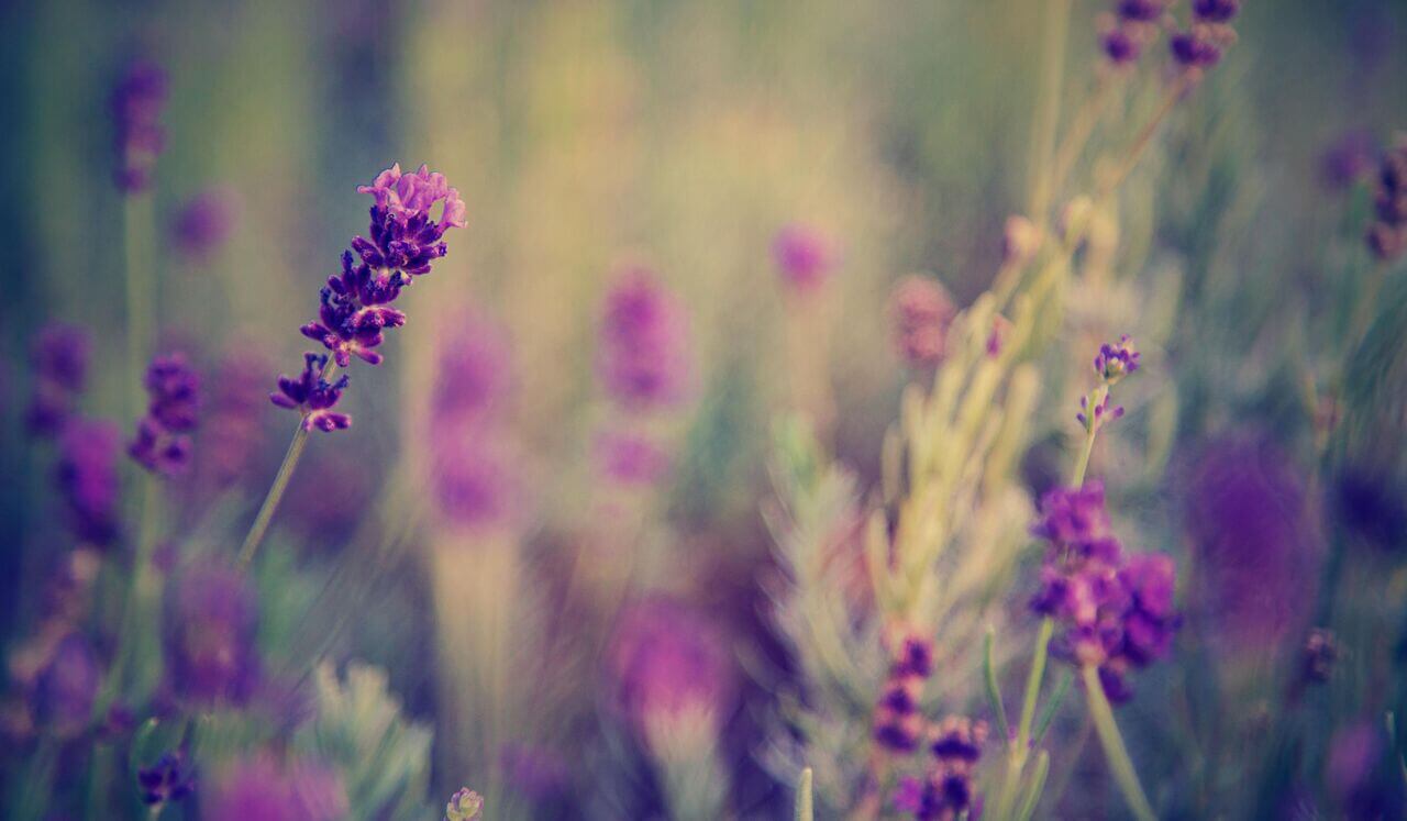 Dormir Y Sanar En Amor